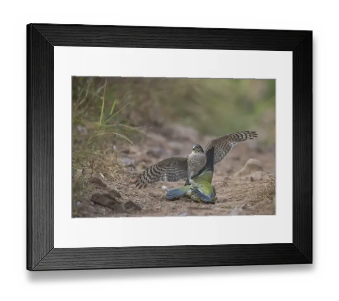 Framed Print : Eurasian Sparrowhawk Framed Print : Eurasian Sparrowhawk