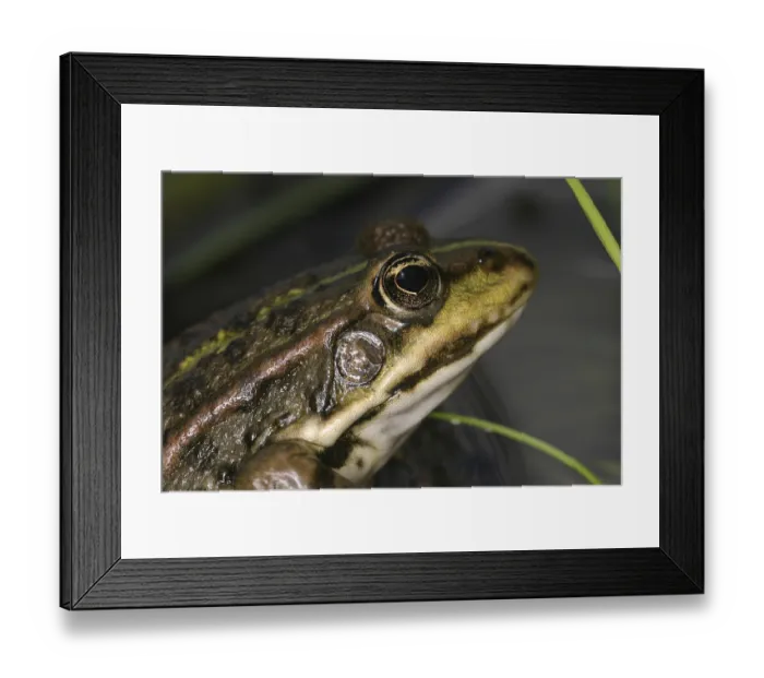 Framed Print : Rana arvalis Framed Print : Rana arvalis