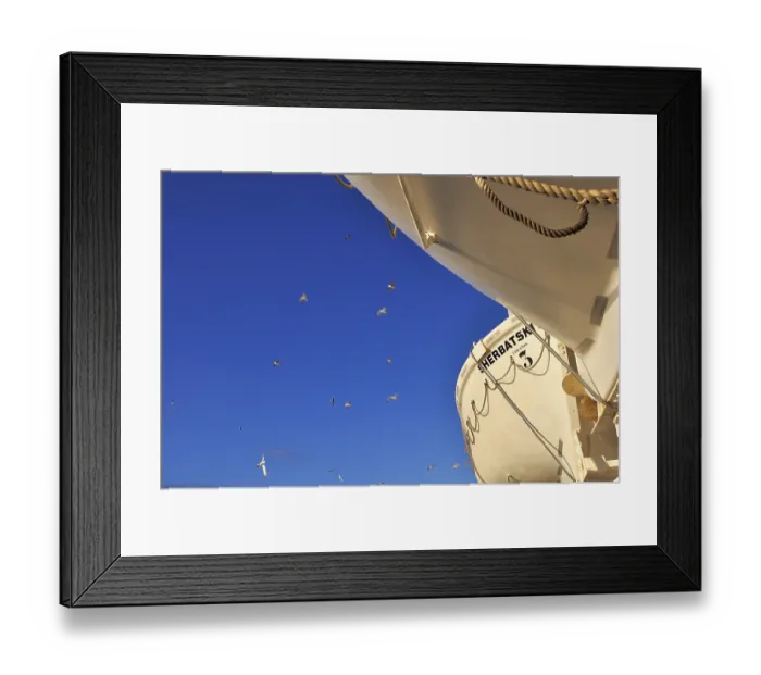 Framed Print : White ship bow with flying seagulls Framed Print : White ship bow with flying seagulls