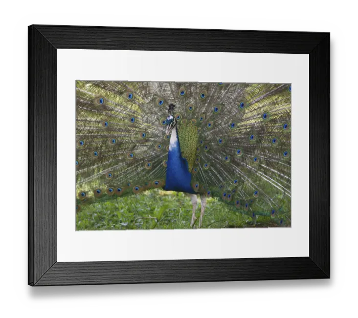 Framed Print : Indian or blue peafowl (Pavo cristatus mut)