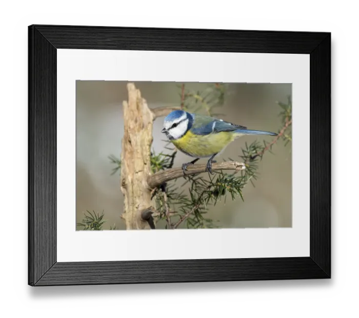 Framed Print : Blue tit (Parus caeruleus), sitting on a branch of a juniper bush (Juniperus)