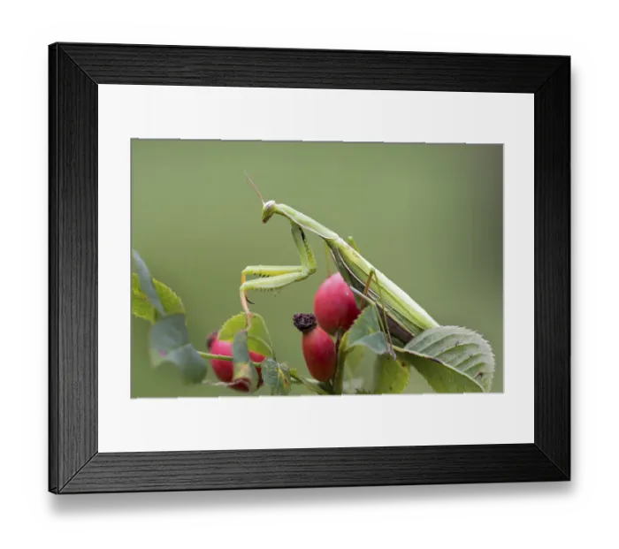 Framed Print : European mantis (Mantis religiosa) sits on rose hips