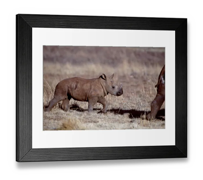 Framed Print : Wide-mouthed Rhinoceros, calf, Gauteng Province Framed Print : Wide-mouthed Rhinoceros, calf, Gauteng Province