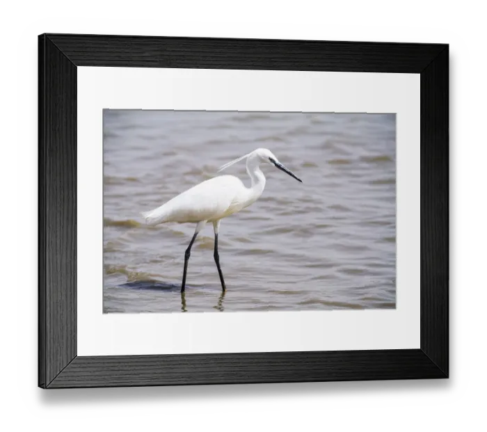 Framed Print : Little Egret (Egretta garzetta) in the water Framed Print : Little Egret (Egretta garzetta) in the water