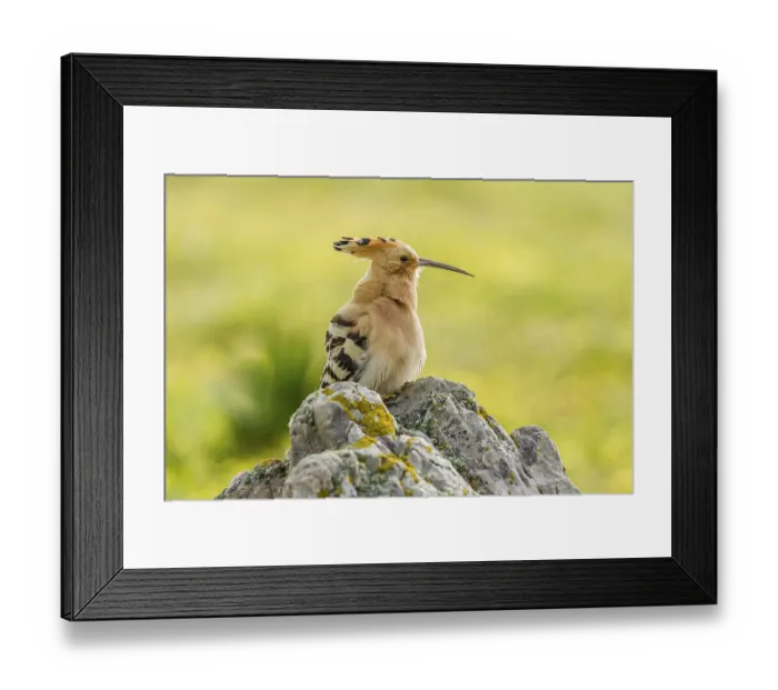 Framed Print : Hoopoe (Upupa epops), Extremadura, Spain, Europe