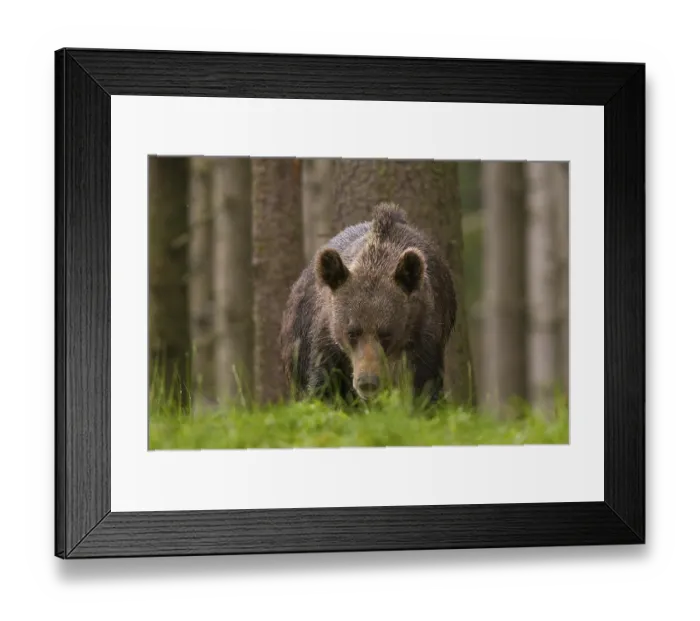 Framed Print : Brown bear (Ursus arctos), Young Animal Forest