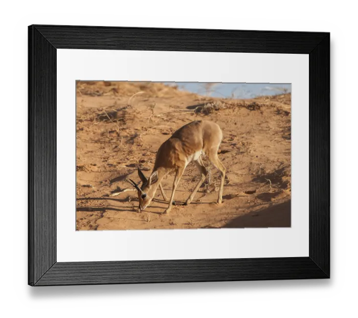 Framed Print : Steenbok (Raphicerus campestris) is searching for food on dune
