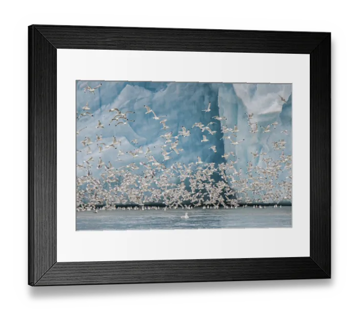 Framed Print : Black-legged kittiwakes (Larus tridactyla) flying in front of glacier wall