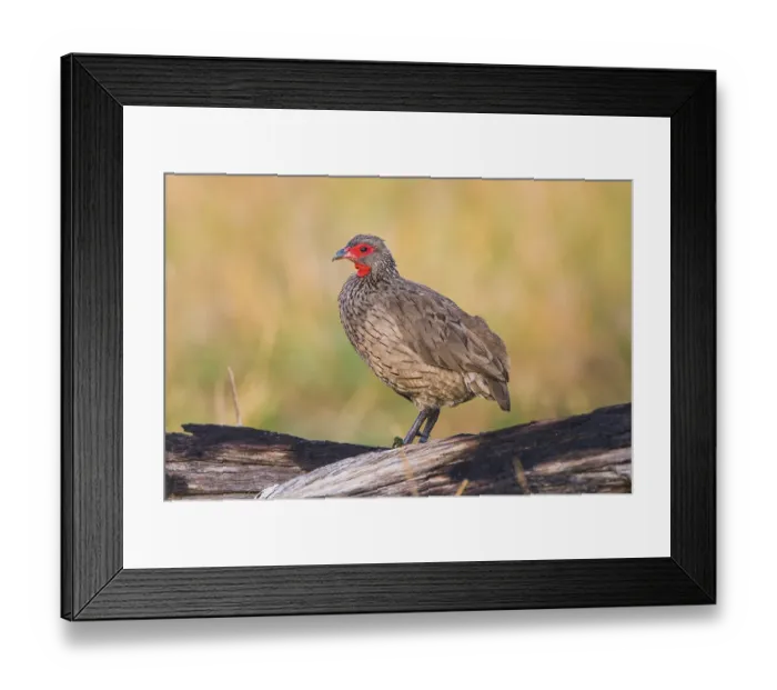 Framed Print : Swainson's spurfowl (Francolinus swainsonii)