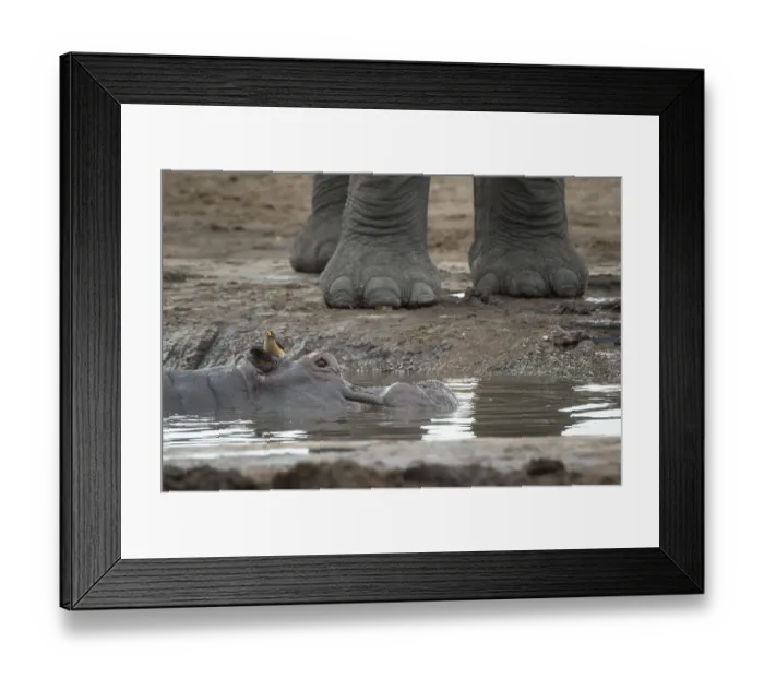 Framed Print : Hippopotamus (Hippopotamuspotamus amphibius) with Yellow-billed Oxpecker (Buphagus africanus)