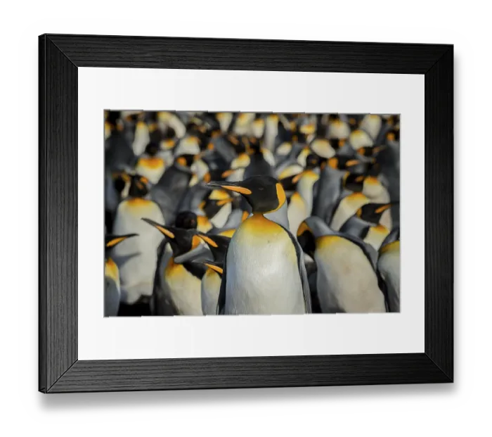Framed Print : King penguins (Aptenodytes patagonicus) in a colony Framed Print : King penguins (Aptenodytes patagonicus) in a colony