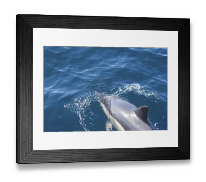 Framed Print : Long-beaked common dolphins (Delphinus capensis)