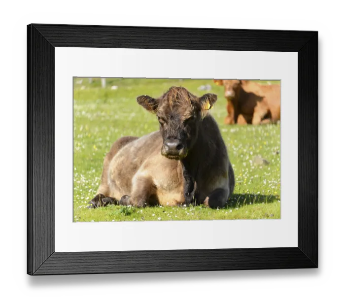 Framed Print : Scottish Highland cattle (Bos taurus) Framed Print : Scottish Highland cattle (Bos taurus)