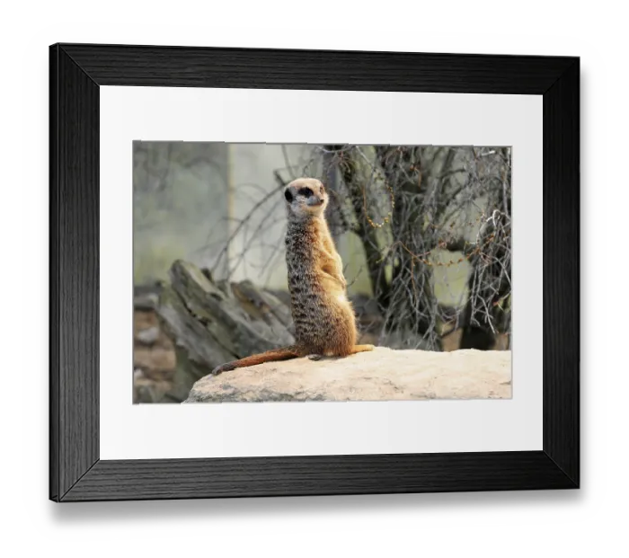 Framed Print : Meerkat (Suricata suricatta), captive