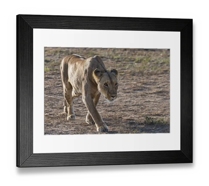 Framed Print : Lioness (Panthera leo), foraging Framed Print : Lioness (Panthera leo), foraging