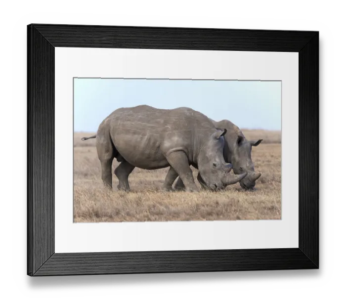 Framed Print : White rhinoceros or square-lipped rhinoceros (Ceratotherium simum)
