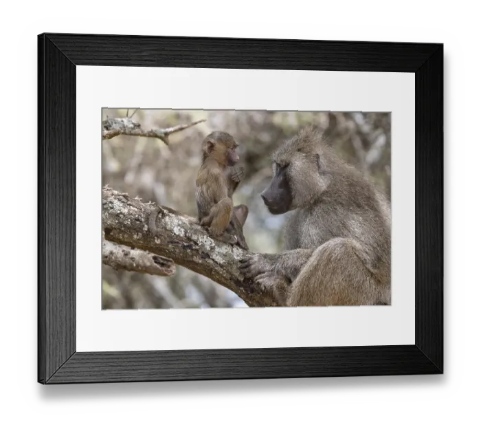 Framed Print : Olive baboon (Papio anubis), juvenile
