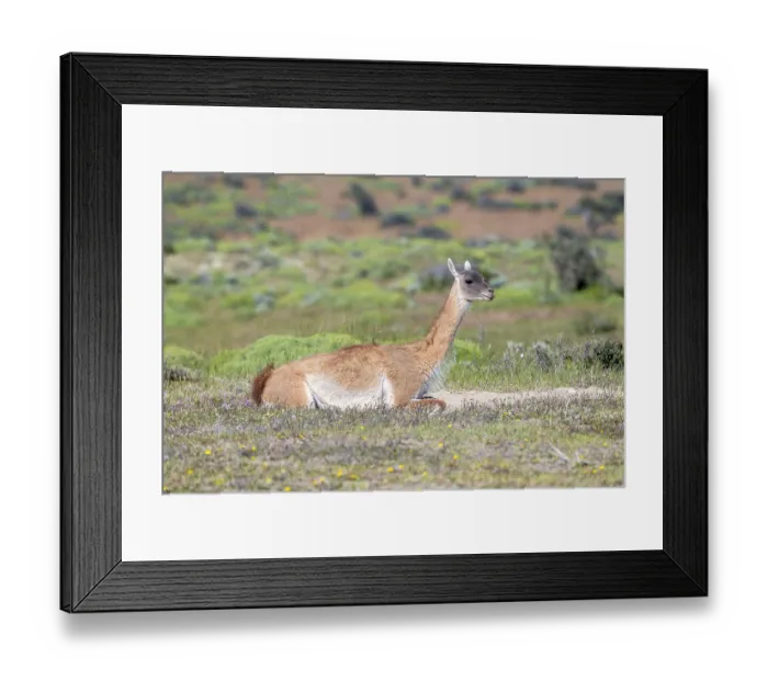 Framed Print : Guanaco (Llama guanicoe), Huanako Framed Print : Guanaco (Llama guanicoe), Huanako