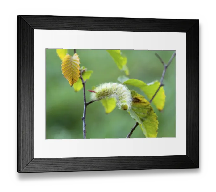 Framed Print : Beech stretched foot (Calliteara pudibunda) Framed Print : Beech stretched foot (Calliteara pudibunda)