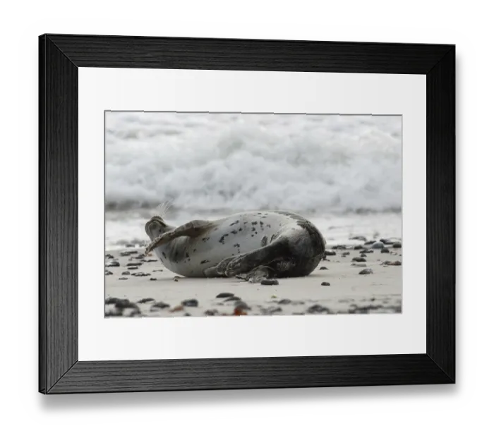 Framed Print : Common Seal (Phoca vitulina)