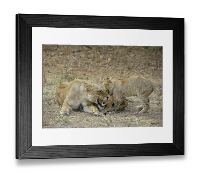 Framed Print : Lioness (Panthera leo), female feeding pups