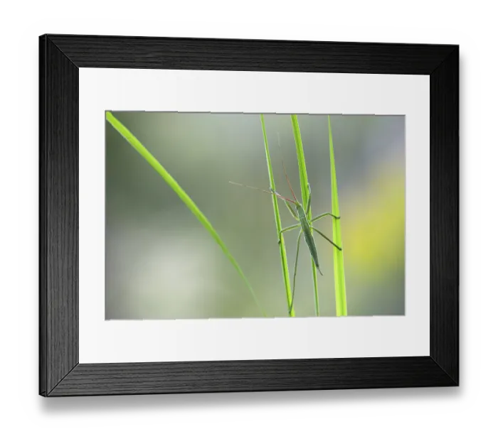 Framed Print : Saga pedo bush cricket (Sago pedo)