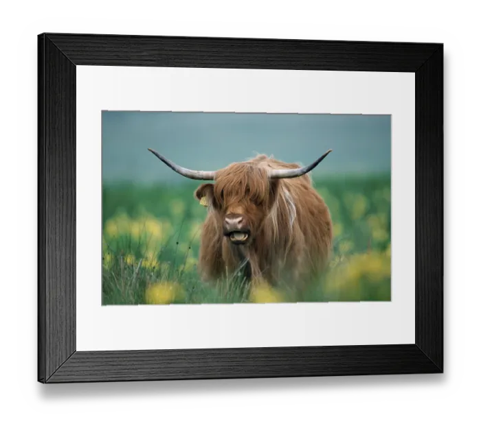 Framed Print : Scottish Highland Cattle