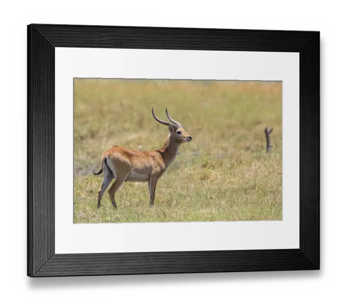Framed Print : Marsh antelope (Kobus leche), Bwabwata National Park Framed Print : Marsh antelope (Kobus leche), Bwabwata National Park