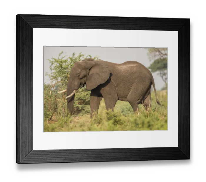 Framed Print : African Bush Elephant (Loxodonta africana)
