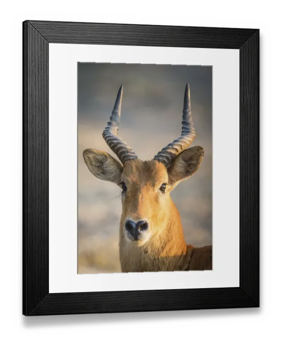 Framed Print : Puku (Kobus vardonii), male, portrait