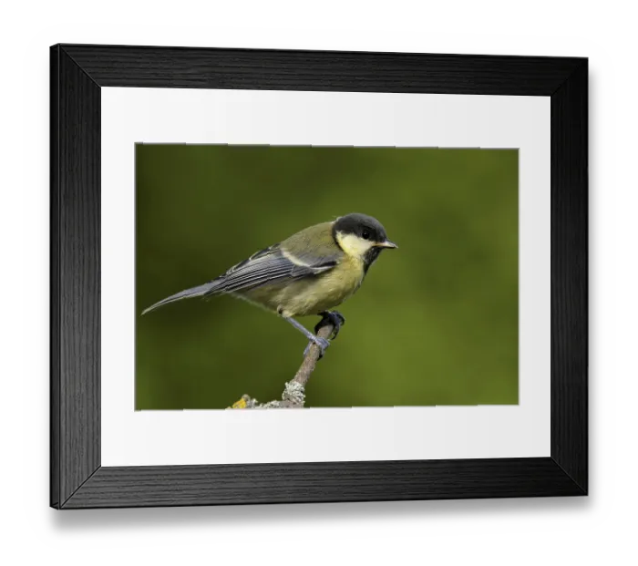 Framed Print : Young great tit Framed Print : Young great tit
