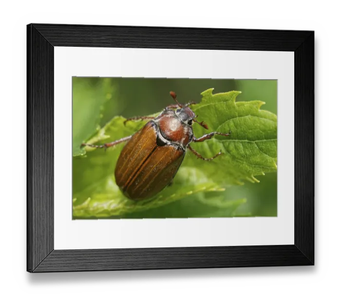 Framed Print : Cockchafer