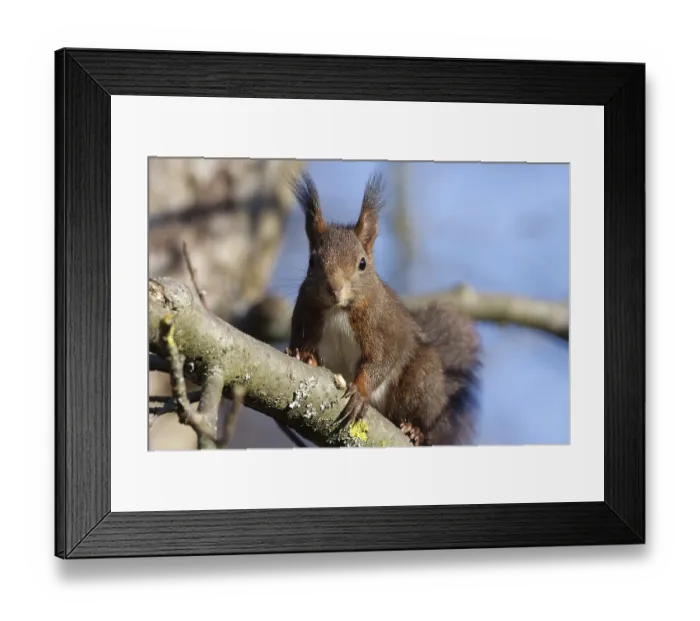 Framed Print : red squirrel