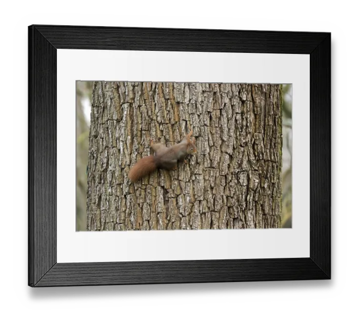 Framed Print : Red Squirrel, Germany, wildlife