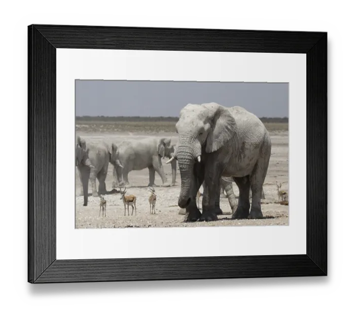 Framed Print : Elephants and springboks in Etosha National Park Framed Print : Elephants and springboks in Etosha National Park