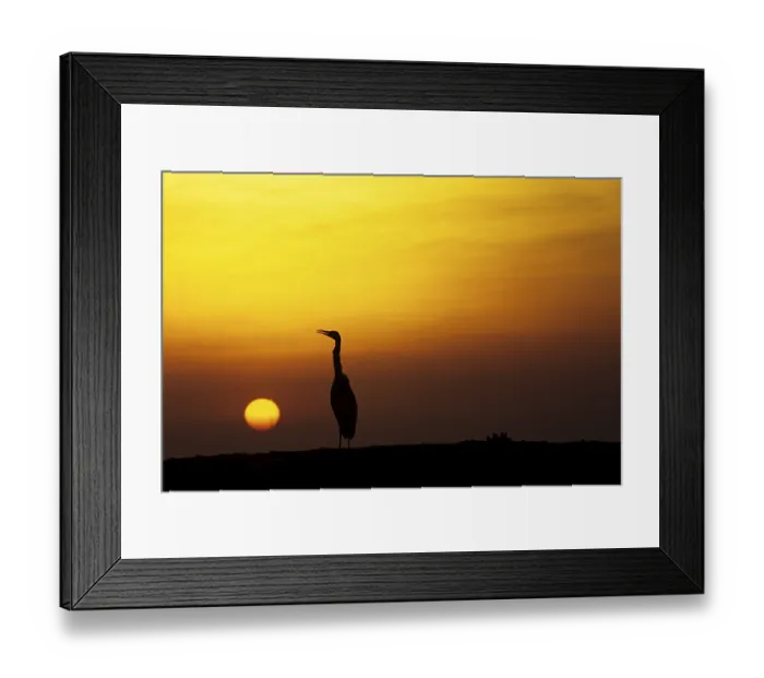 Framed Print : Herons in the sunset, Ellaidhoo Framed Print : Herons in the sunset, Ellaidhoo