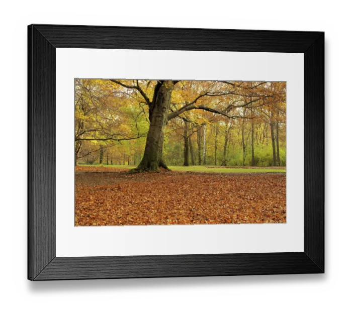 Framed Print : Beech, beech