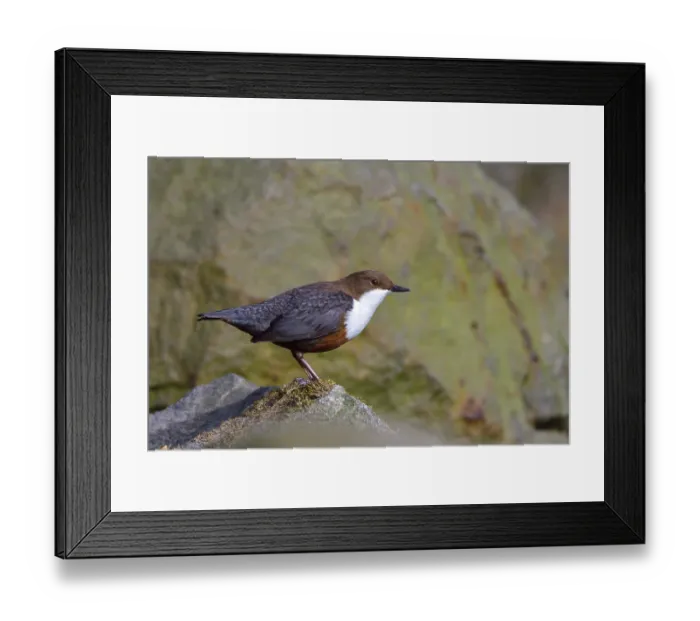 Framed Print : White-throated dipper in a river