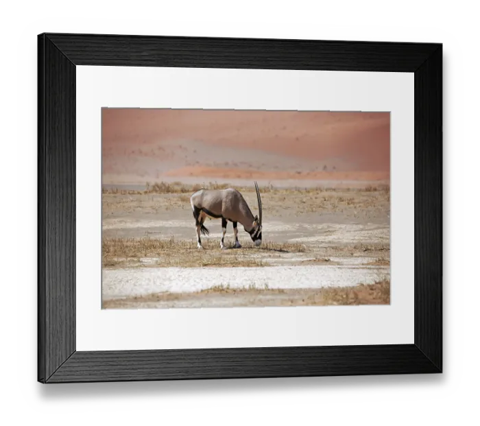 Framed Print : Oryx antelope in the Namib-Naukluft Park in Namibia Framed Print : Oryx antelope in the Namib-Naukluft Park in Namibia