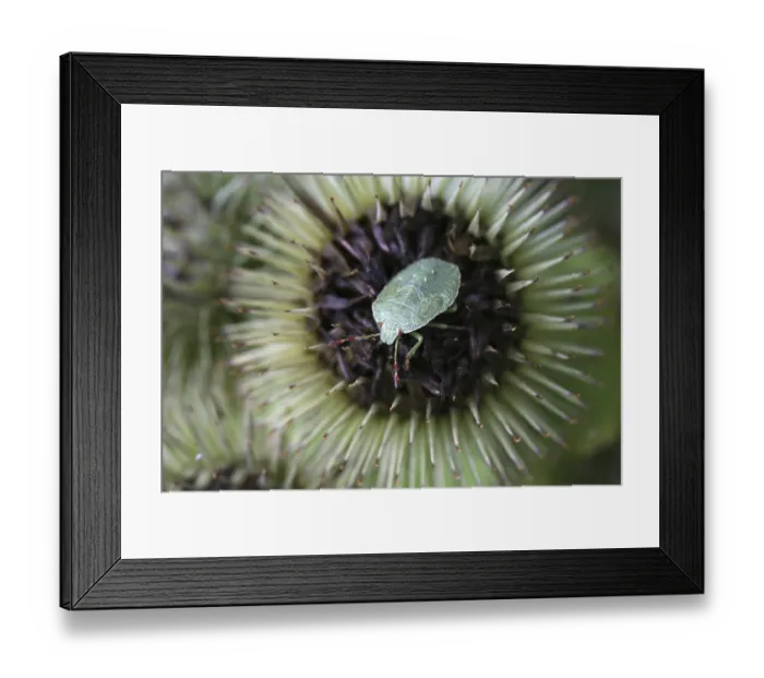 Framed Print : Larvae of the green stink bug Framed Print : Larvae of the green stink bug