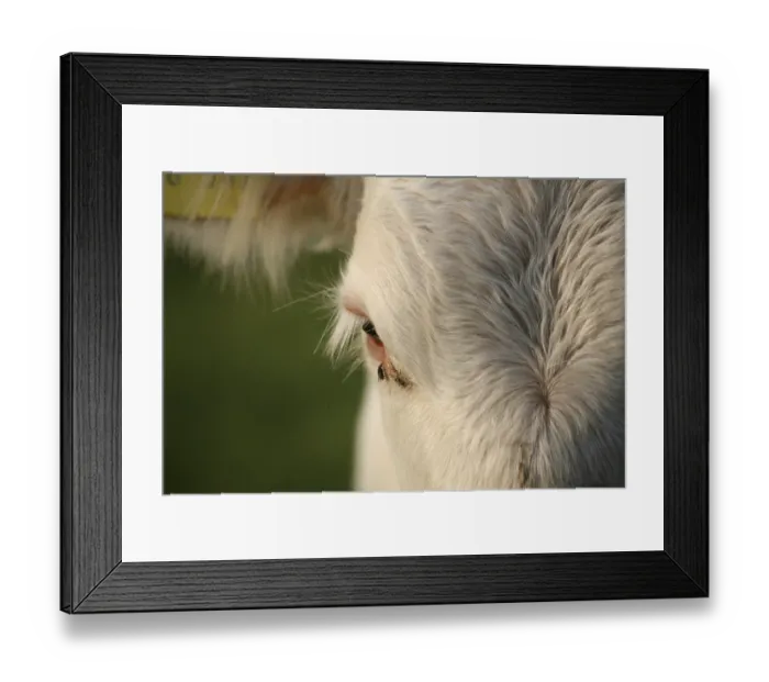 Framed Print : Jersey rind