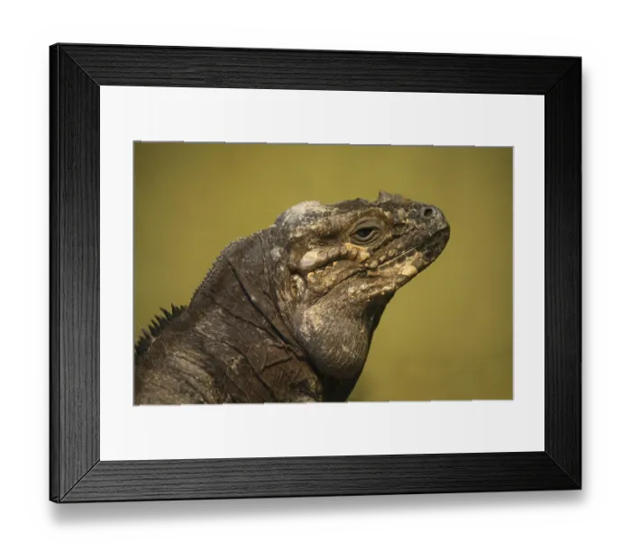 Framed Print : Portrait of a rhinoceros iguana Framed Print : Portrait of a rhinoceros iguana
