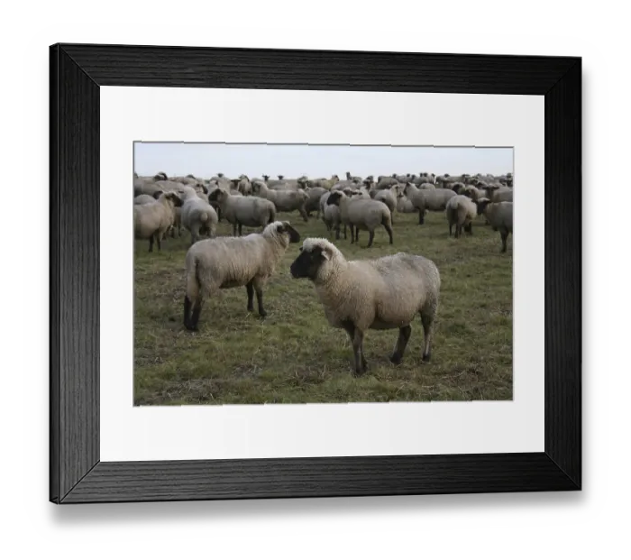 Framed Print : Flock of sheep Framed Print : Flock of sheep