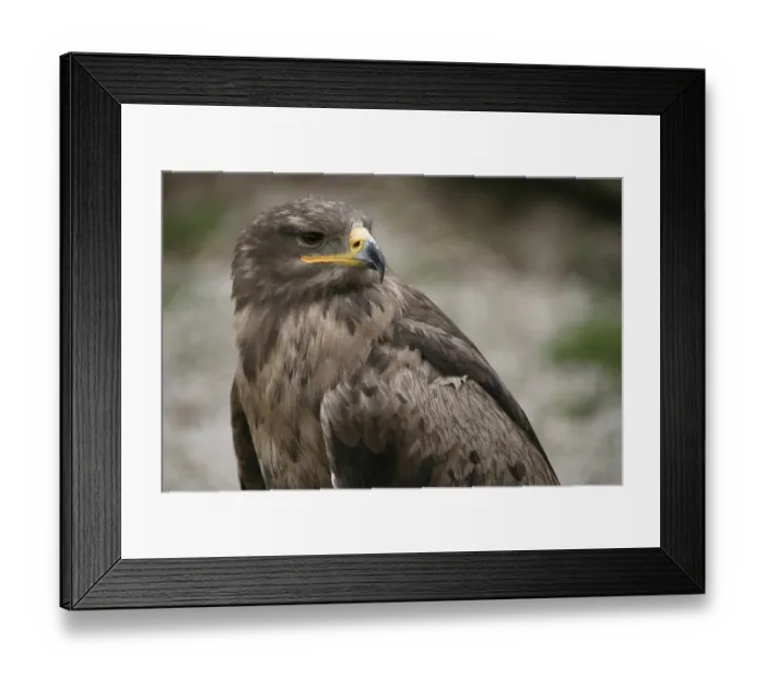 Framed Print : Aquila nipalensis Framed Print : Aquila nipalensis