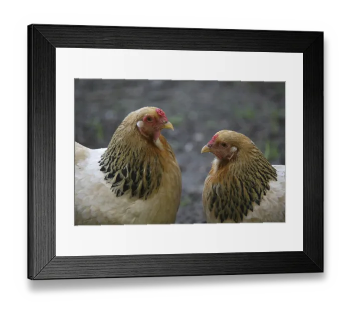 Framed Print : Two hens on a farm Framed Print : Two hens on a farm