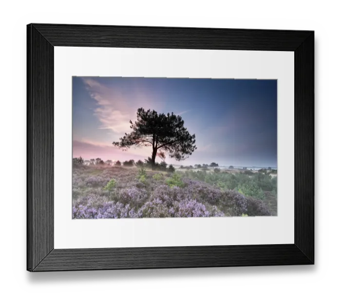 Framed Print : Pine tree silhouette and flowering heather at sunrise