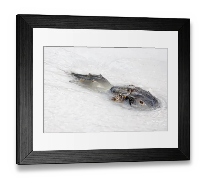 Framed Print : Horseshoe crab (Limulus) Framed Print : Horseshoe crab (Limulus)