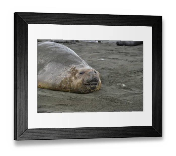 Framed Print : Elephant seal, Gold Harbour, South Georgia