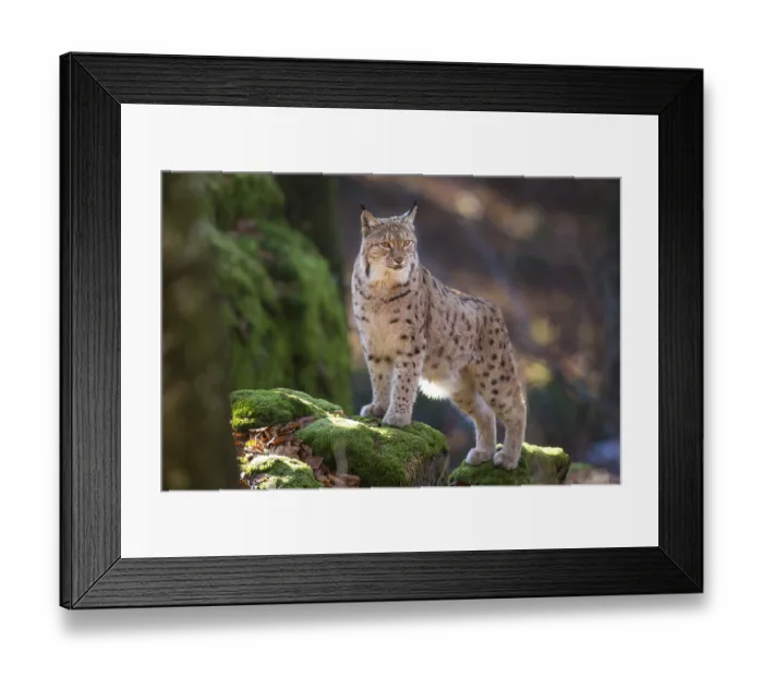 Framed Print : Luchs (Lynx lynx), eurasian lynx