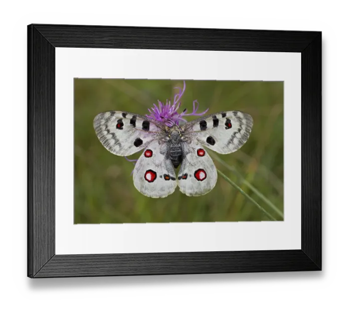 Framed Print : Apollo butterfly, Parnassius apollo, Apollo Framed Print : Apollo butterfly, Parnassius apollo, Apollo